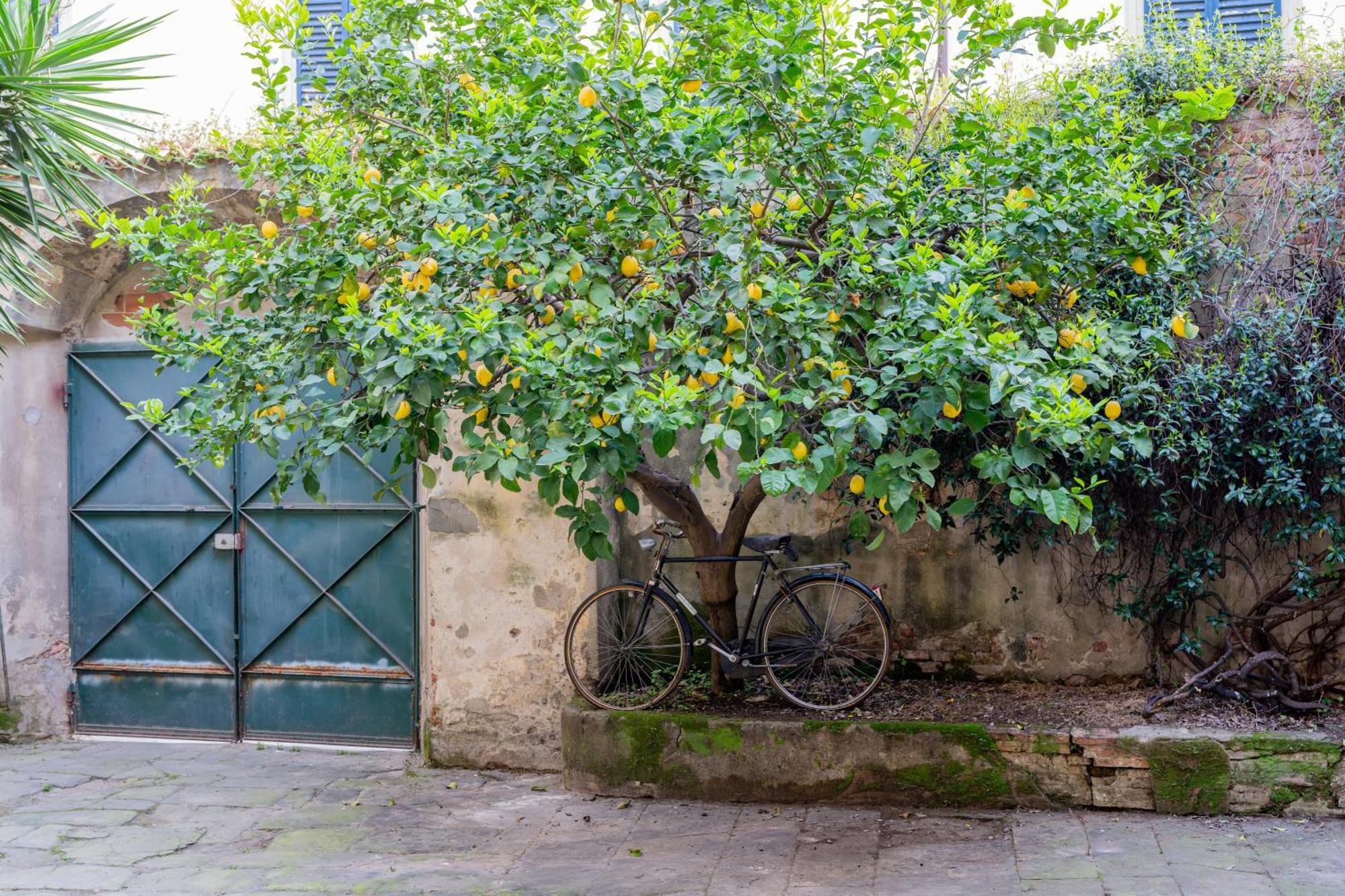 B&B Via Corsica 10 比萨 外观 照片
